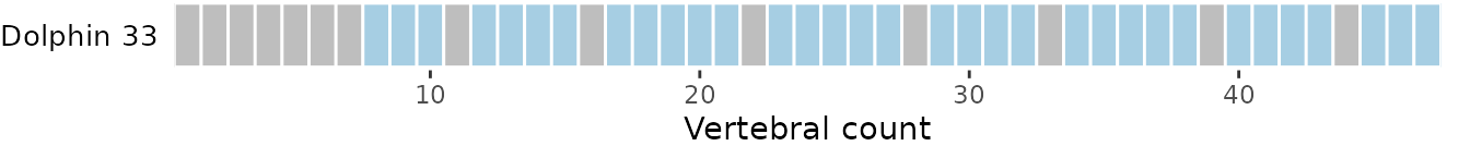 **Fig.19.** Vertebral map of dolphin dataset with 33 subsampled vetrebrae *(top)* and 70% of total vertebrae subsampled *(bottom)*. Vertebrae dropped are in grey and vertebrae retained are in blue shade*.