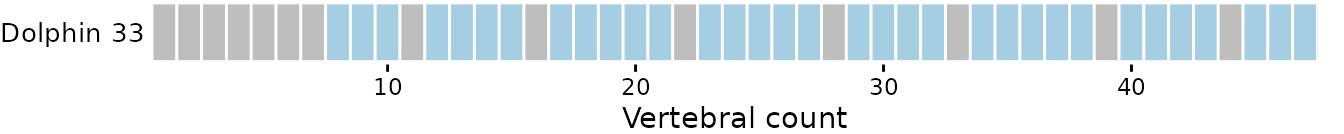 **Fig.21.** Vertebral map of dolphin dataset with 33 subsampled vetrebrae *(top)* and 70% of total vertebrae subsampled *(bottom)*. Vertebrae dropped are in grey and vertebrae retained are in blue shade*.