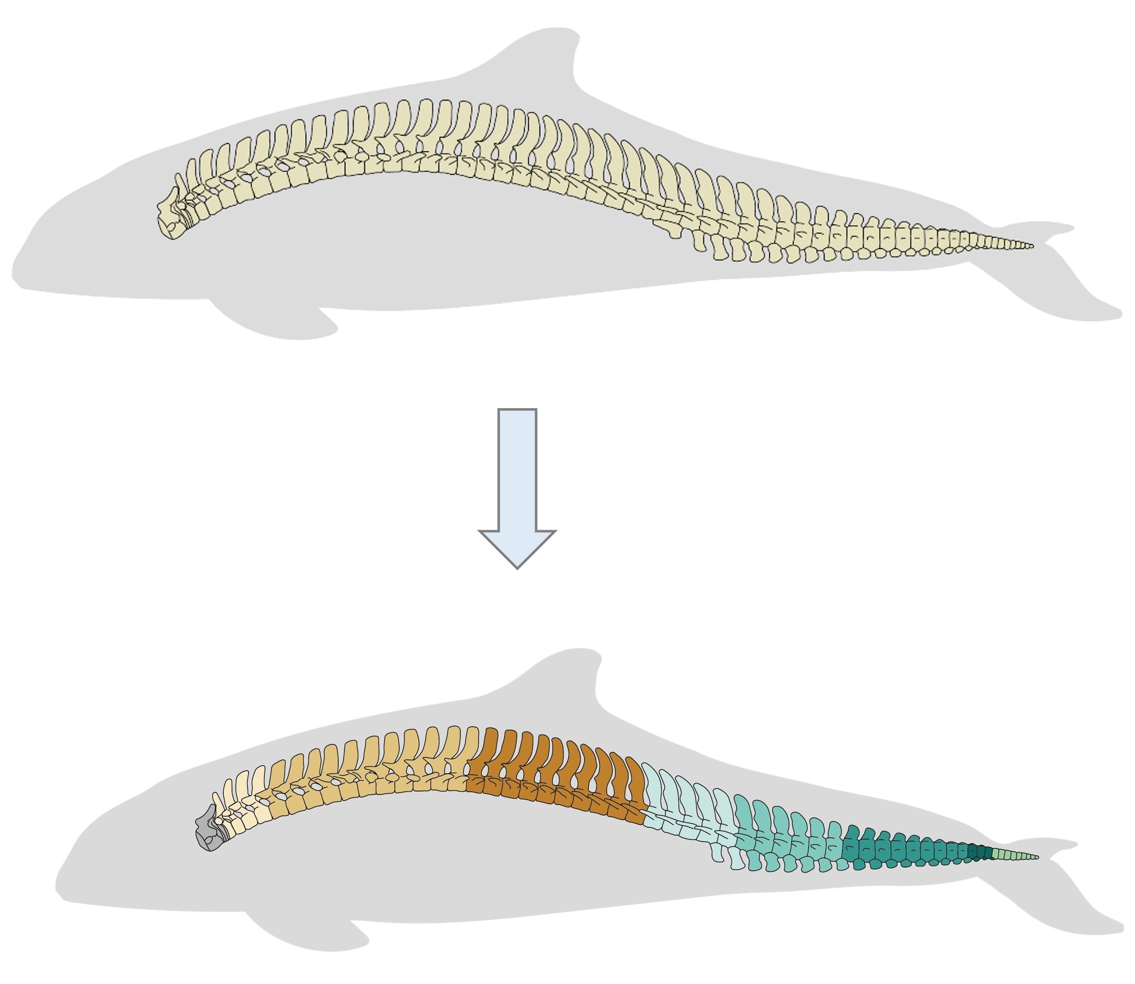 **Fig.1.** *MorphoRegions* identifies regions in serially-homologous structures by fitting all possible breakpoint positions for a given number of region and then repeating the method on increasingly complex models.