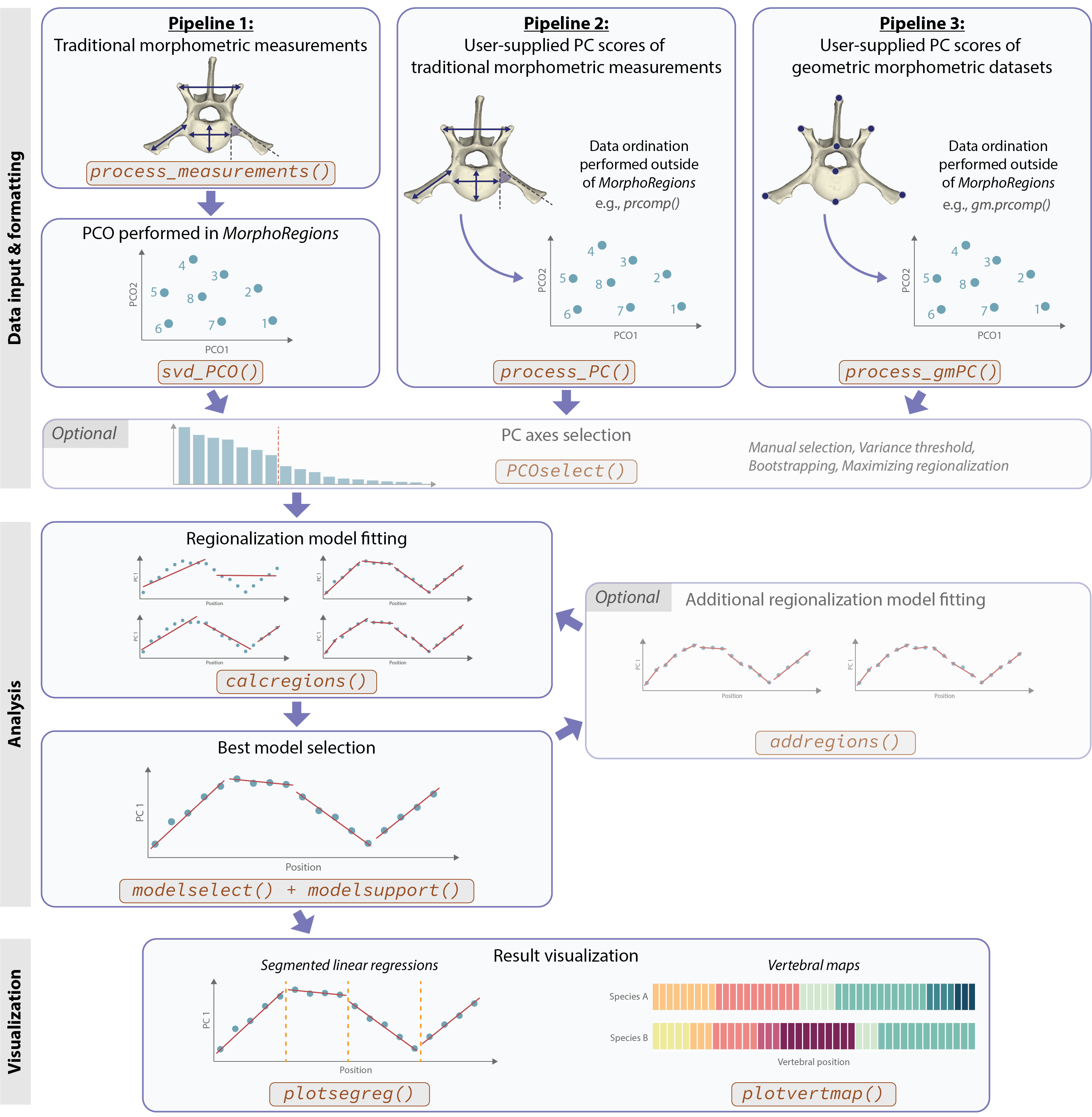 Overview of *MorphoRegions* workflow and key functions to use. Functions to use for data input depend on the type of data provided.